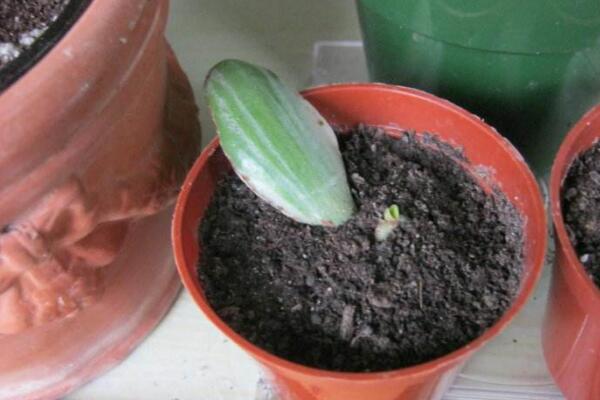 玉樹扦插生根最快方法(枝條扦插：生根快、成活率高)