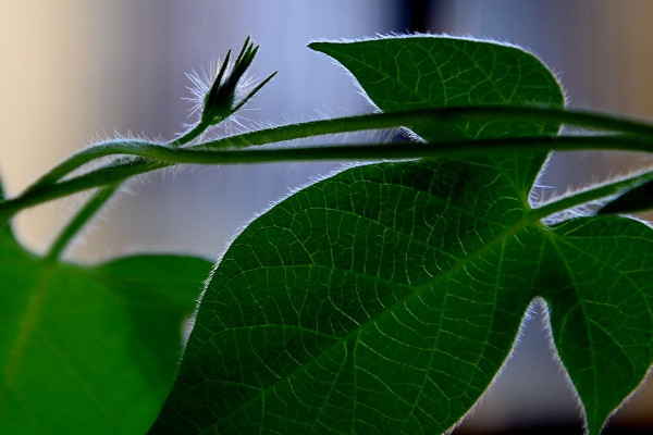 牽牛花葉子發(fā)黃什么原因