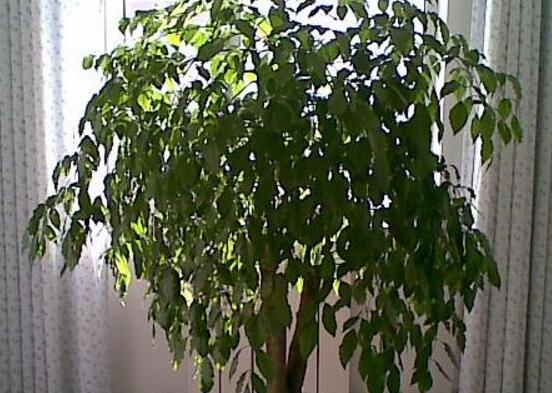 幸福樹怎么繁殖，教你三種繁殖方法(播種/壓條/扦插)