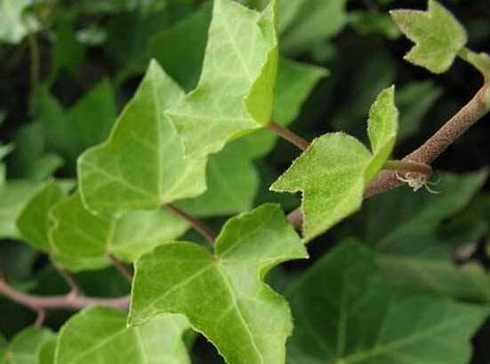 常春藤掉葉子怎么辦，四種原因以及解決辦法