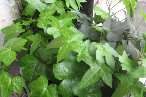常春藤葉子干枯怎么辦，控水遮陰/除蟲換盆