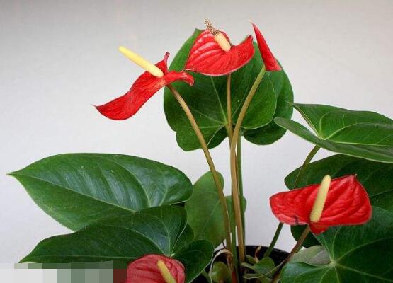 紅掌怎么養(yǎng)才能開花，只需要做好六點(diǎn)花開茂盛