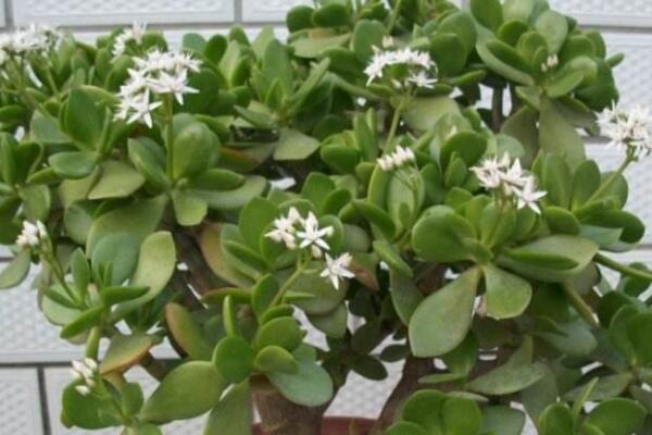 玉樹(shù)掉葉子是什么原因，五種原因以及處理方法