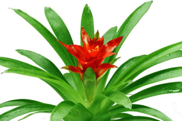 鴻運(yùn)當(dāng)頭抗凍嗎