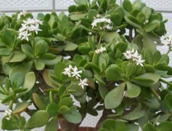 玉樹常見的病蟲害防治，教你四種辦法簡單學(xué)會(huì)