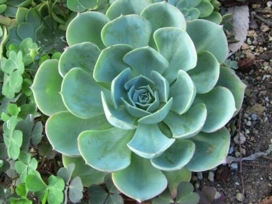 寶石花怎么繁殖，老農(nóng)總結(jié)四種繁殖方法(播種繁殖簡(jiǎn)單易學(xué))