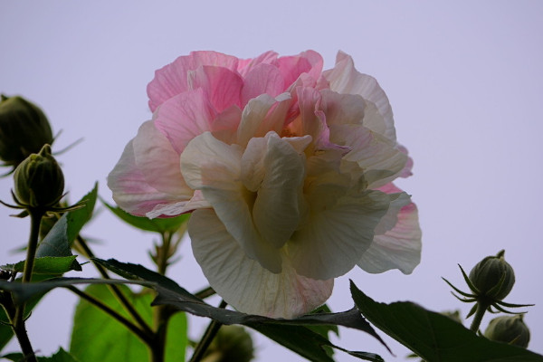 芙蓉花會(huì)結(jié)果嗎