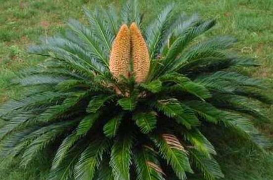 鐵樹(shù)開(kāi)花好不好，象征著幸福、吉祥、富貴