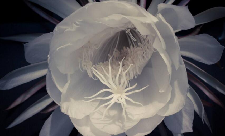 曇花象征著什么意思，稍縱即逝的永恒