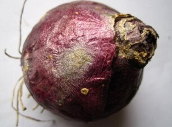 風(fēng)信子種球發(fā)霉怎么辦，涂抹滅菌靈、保持創(chuàng)面干燥