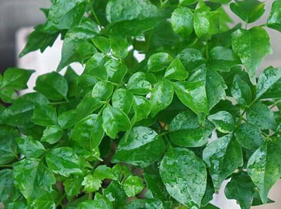 幸福樹不長葉子怎么辦，做好這四點(diǎn)可生長的茂盛碧綠