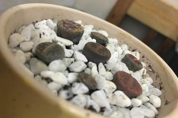 生石花干癟萎縮怎么辦，及時(shí)的找到原因并處理