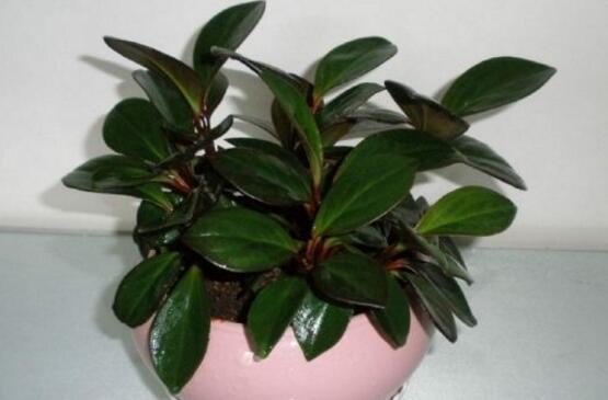 橡皮樹怎么養(yǎng)，牢記七個步驟就可養(yǎng)好