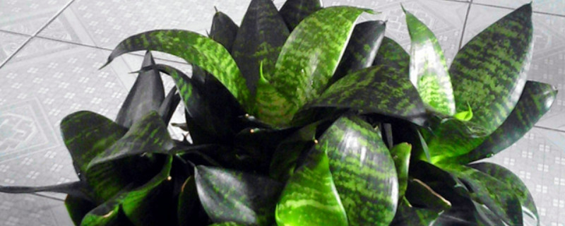 虎皮蘭秋天的養(yǎng)殖方法和注意事項(xiàng)