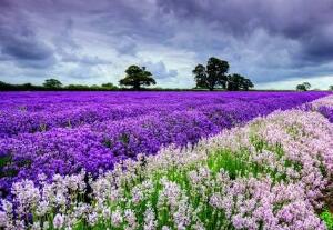 薰衣草怎么澆水，薰衣草多久澆一次水/三天澆一次