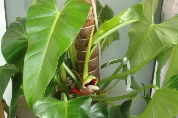 滴水觀音開(kāi)花怎么處理