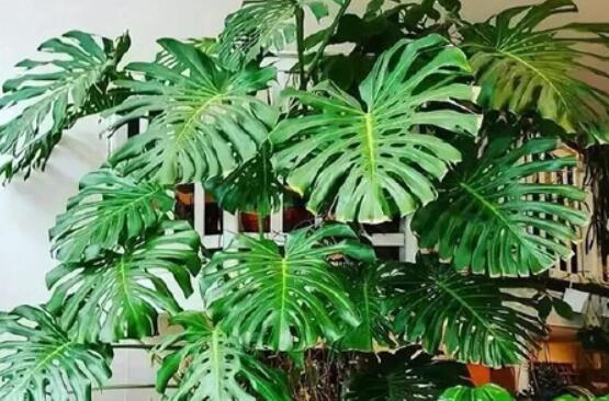 龜背竹好養(yǎng)嗎，老農總結最好養(yǎng)的六點基本方法