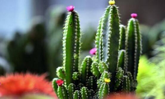 仙人掌真的能吸收輻射嗎，仙人掌吸收輻射只是一種謠傳