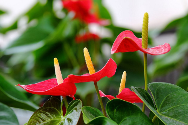 紅掌葉子發(fā)黃怎么補(bǔ)救，改善土質(zhì)補(bǔ)充光照