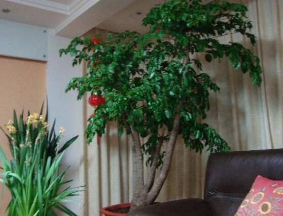 幸福樹(shù)葉子干枯怎么回事，四種原因以及解決辦法