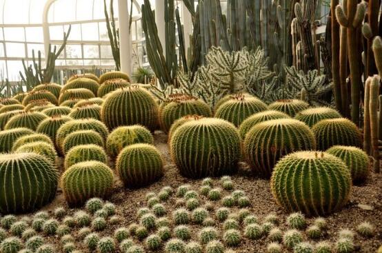 仙人掌適合在室內(nèi)種植嗎，吸收二氧化碳、釋放氧氣/天然氧吧