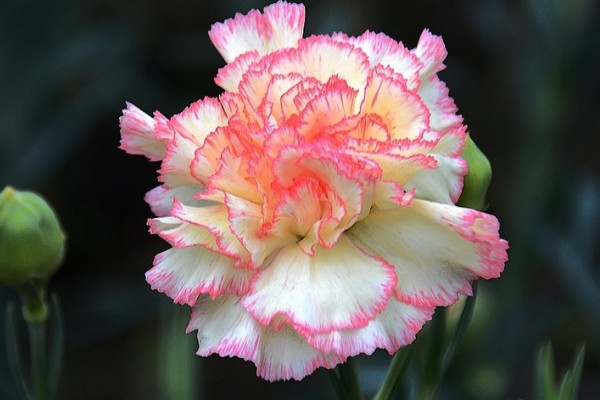 康乃馨小苗長(zhǎng)多大開始打頂