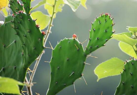 好看的仙人掌圖片欣賞，純天然氧吧，釋放氧氣