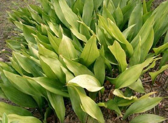 大葉萬年青有毒嗎，誤食會(huì)導(dǎo)致聲帶嘶啞、失明