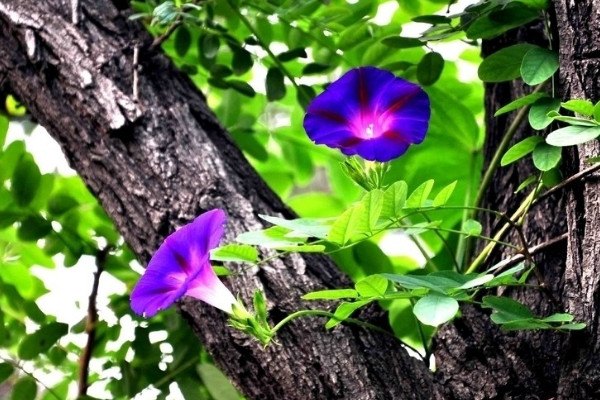 牽?；ㄈ~子的形狀特點(diǎn)