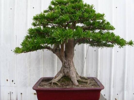 盆栽羅漢松怎么養(yǎng)，盆栽羅漢松養(yǎng)殖方法