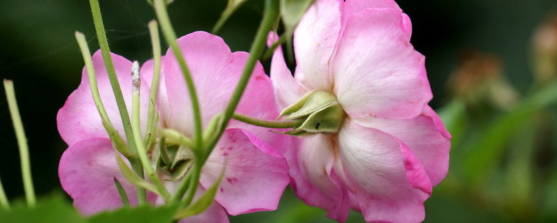 薔薇花能在室內(nèi)陽臺養(yǎng)嗎