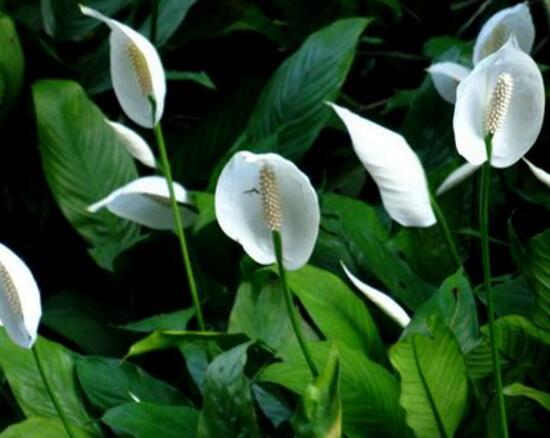 一帆風(fēng)順花怎么養(yǎng)，一帆風(fēng)順的養(yǎng)殖方法