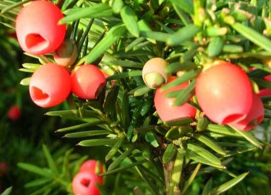 紅豆杉雌雄株怎樣分辨，教你最直觀簡(jiǎn)單三種分辨方法