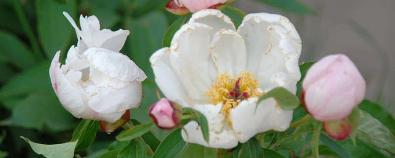 盆栽芍藥注意事項(xiàng)