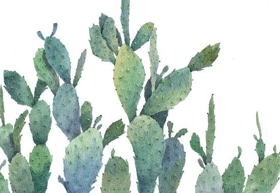 仙人掌適合在室內(nèi)養(yǎng)嗎，吸收輻射、釋放氧氣