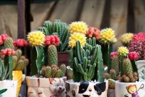 仙人掌適合放哪里，放在陽臺更利于生長