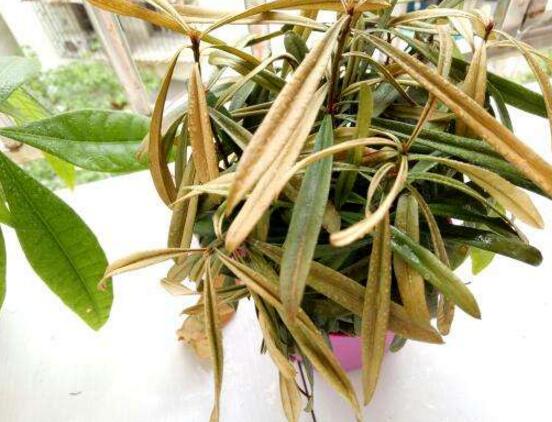 羅漢松葉子發(fā)黃怎么辦，羅漢松葉子發(fā)黃解決辦法