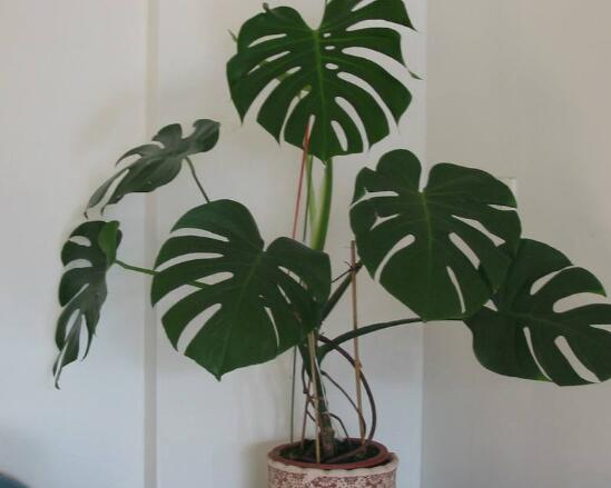 龜背竹晚上放臥室嗎，可以/凈化空氣、添福加壽、有利健康