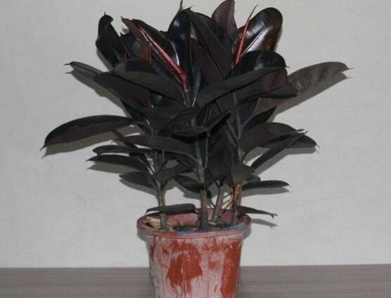 橡皮樹怎么修剪，橡皮樹修剪方法