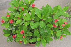 虎刺梅開花為何不紅了，可能是光照不足導(dǎo)致