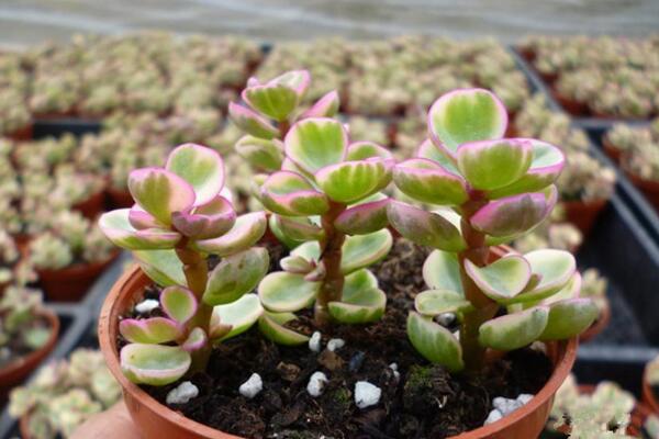 雅樂(lè)之舞扦插季節(jié)，春秋兩季繁殖成活率最高