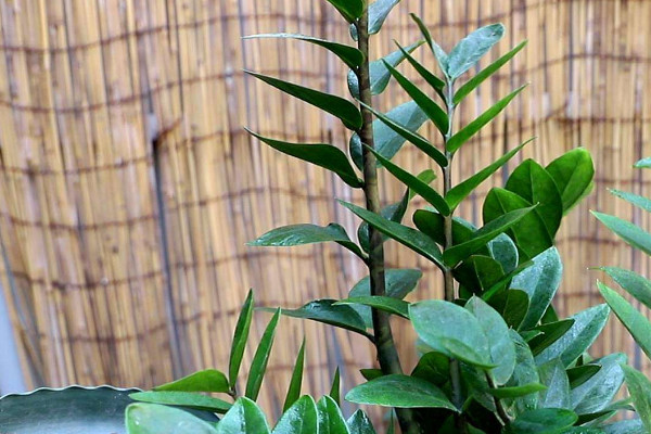 金錢樹冬天怎么養(yǎng)護澆水