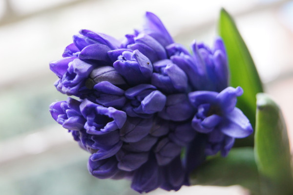 風(fēng)信子冬天怕凍嗎