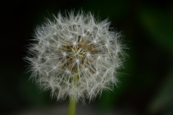 蒲公英多長時(shí)間割一茬