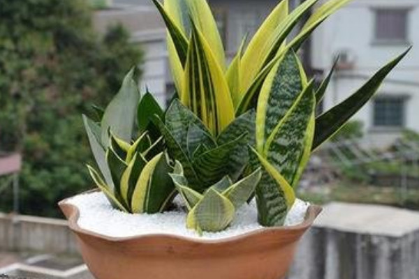 虎皮蘭秋天的養(yǎng)殖方法和注意事項(xiàng)