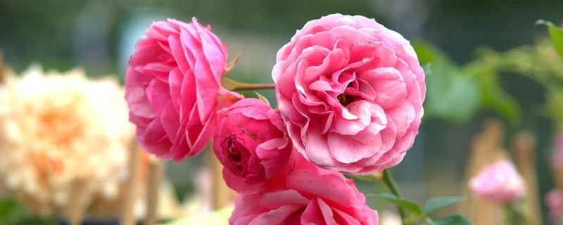 月季花盆栽的養(yǎng)殖方法和注意事項(xiàng)