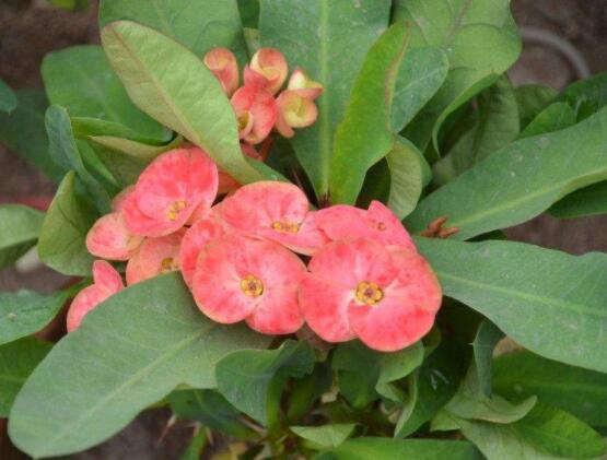 虎刺梅的養(yǎng)殖方法，老農(nóng)總結(jié)六大最實(shí)用基本養(yǎng)殖技巧