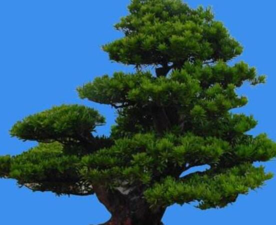 羅漢松風(fēng)水學(xué)和寓意，趨吉避兇，辟邪化煞