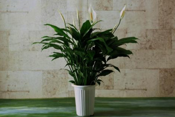 一帆風(fēng)順怎樣扦插，它是不能進(jìn)行扦插的