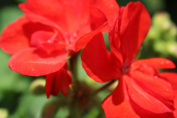 天竺葵怎么養(yǎng)爆盆